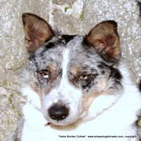 Tip, Tricolour Border Collie